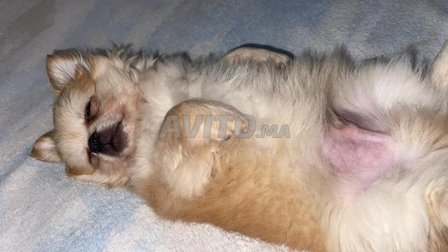 Spitz Pomeranian mix - 2