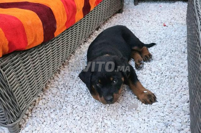 Chiot rottweiler - 2