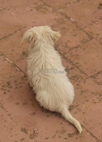 Caniche bichon mâle 3 mois - 2