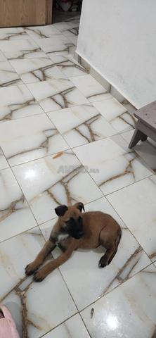Malinois Charboni - 2