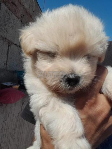 Chiot Caniche 🐩