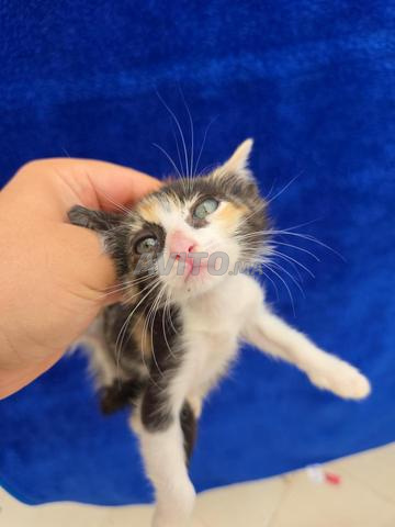 CHAT DOMESTIQUE EUROPÉEN