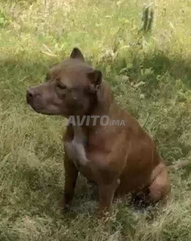 Chienne à vendre - 2