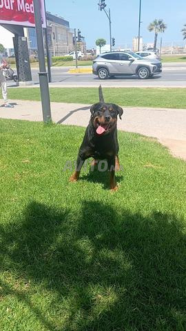 Femelle rottweiler pure race - 2