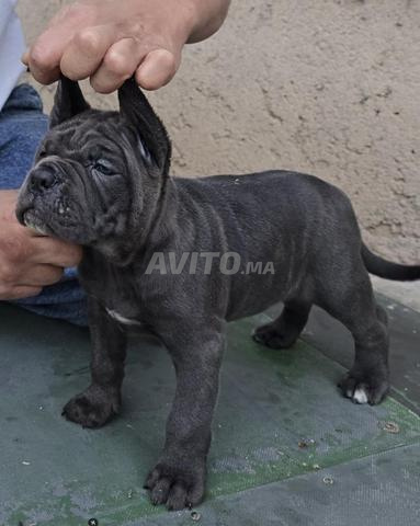 Canecorsso pedigree - 2