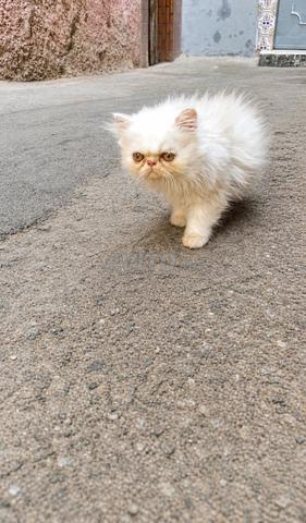 Chatte persane blanche - 2