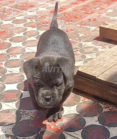 Chiot Cane Corso femelle en promotion ***