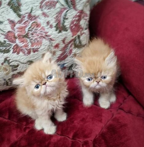 Chatons Persans - 2