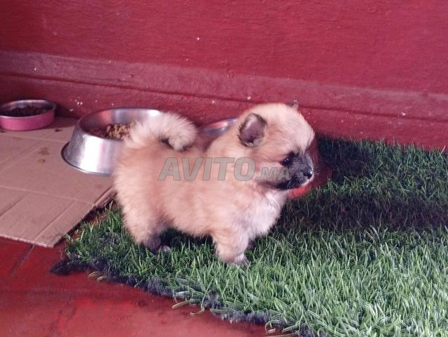 Spitz Pomeranian - 2