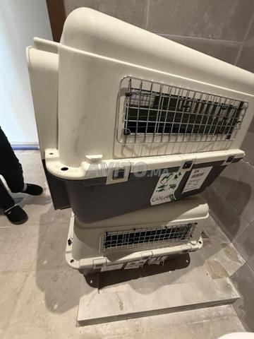 Cage IATA chats/chiens