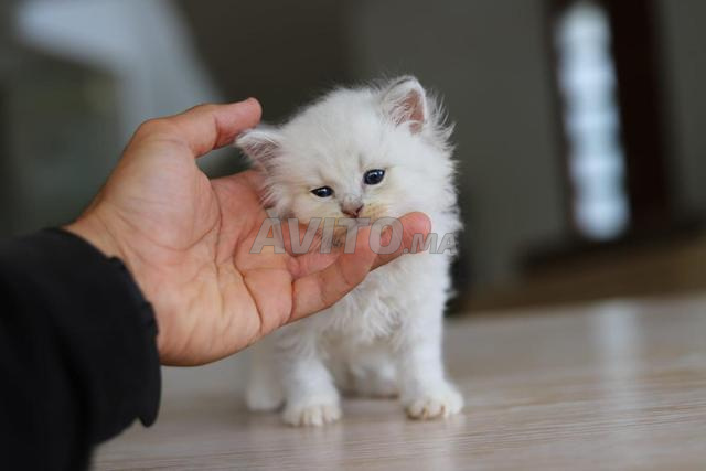 Chatons sibériens avec pedigree WCF
