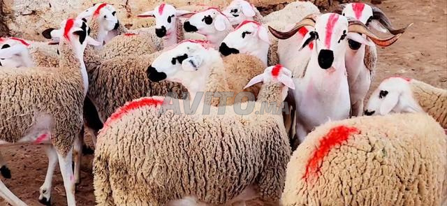 صردية مليحة للبيع ضارة
