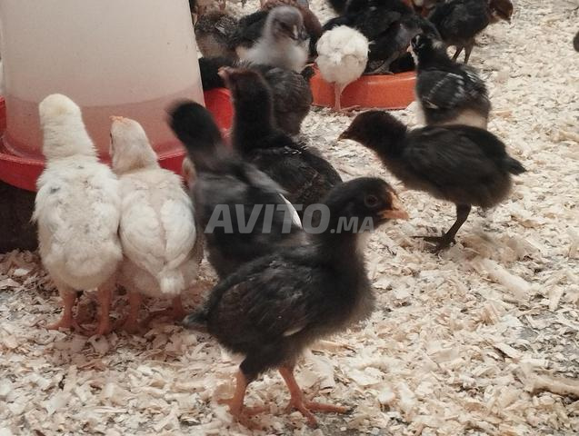 النواحي الجديدة - 2