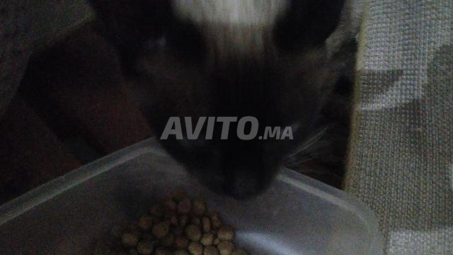 مرحباً، لمن يريد قطة - 2