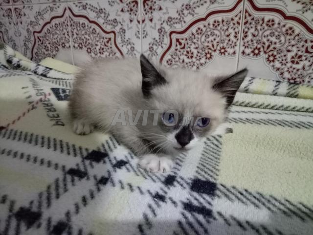 Femelle Ragdoll active joueuse - 2