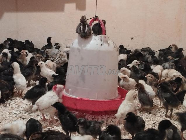 النواحي الجديدة - 2