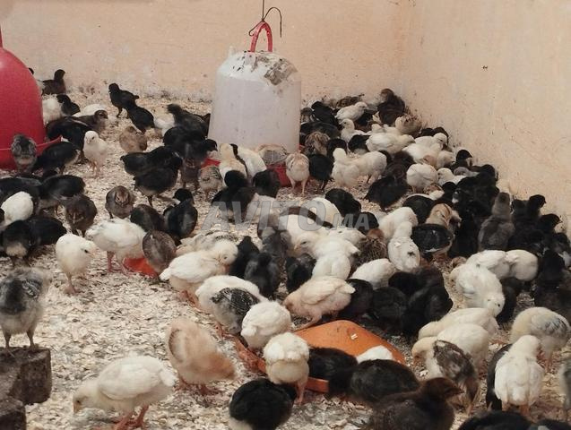 النواحي الجديدة