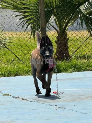 Malinois charbonné - 2