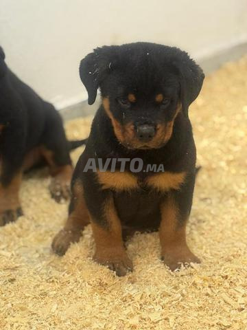 Rottweiler Mâle 1 mois 15 jours - 2
