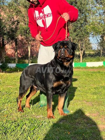 Magnifique Chiot Rottweiler Pedigree - 2