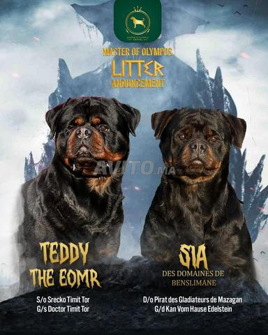 Magnifique Chiot Rottweiler Pedigree
