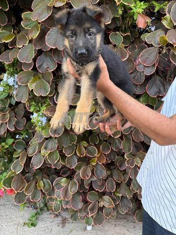 Berger allemand - 2