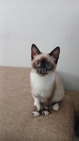 Un Chat Siamois Himalayen - 2