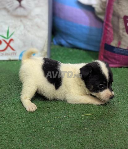 Jack Russell X Spitz