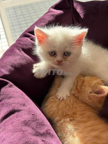 Chaton Scottish Fold - 2