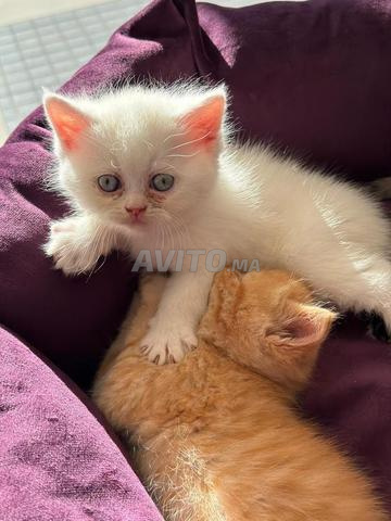 Chaton Scottish Fold