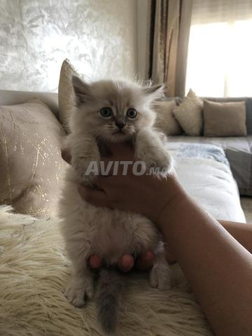 Chats Ragdoll