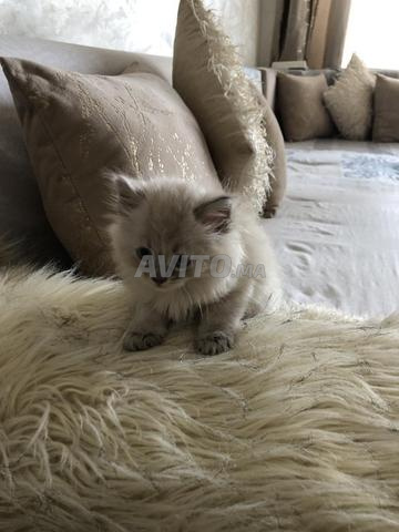 Chats Ragdoll - 2