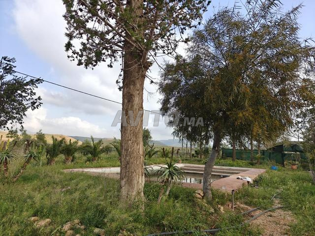 Terrain À Vendre 1,1Ha. Oujda - Route Tayret