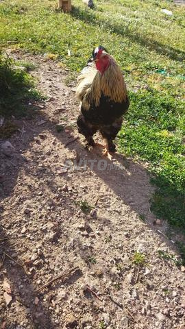 Coq Brahma à vendre