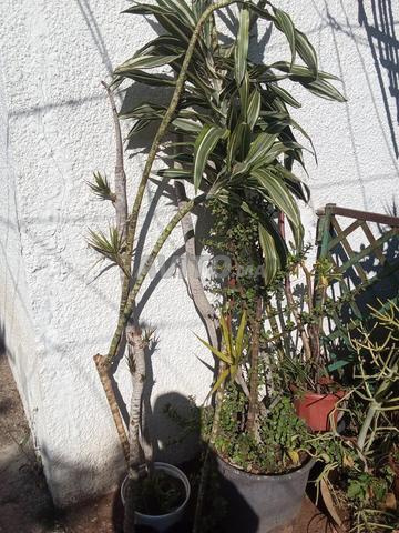 نباتات طبيعية - 2