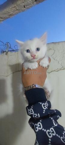 Chat Siamois et Angora Turc - 2