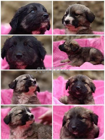 Chiots Aïdi Bergers de l'Atlas