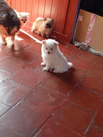 Chiot Spitz Pomeranian - 2