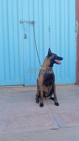 Femelle malinois charboni pure race