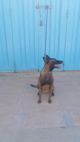 Femelle malinois charboni pure race - 2