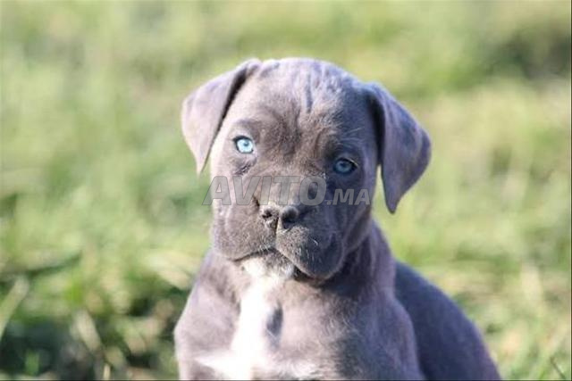 Chiot Cane Corso