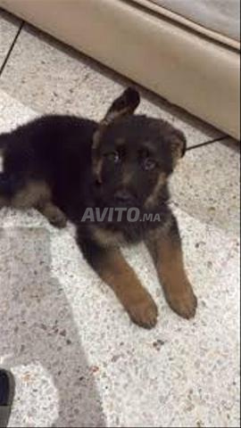 Chiot berger allemand