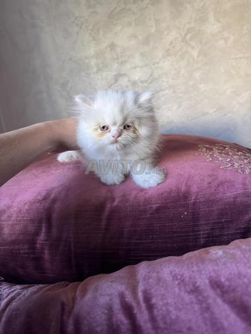Chaton persan - 2