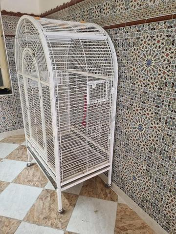 Cage oiseaux - 2