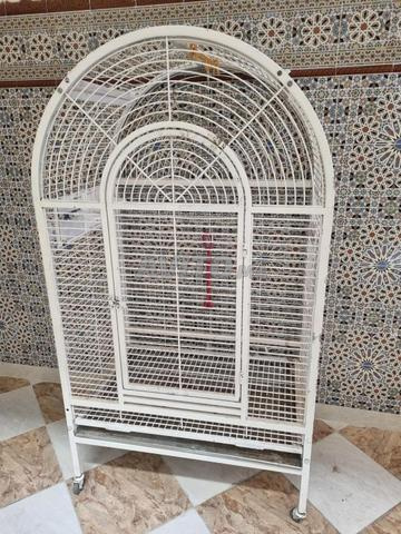 Cage oiseaux - 2
