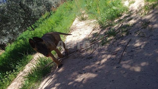 Femelle malinois