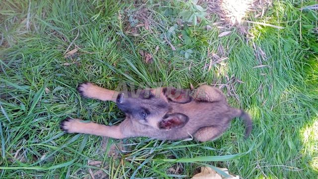 Femelle malinois - 2