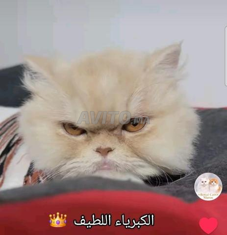 أنثى فارسية نقية السلالة - 2