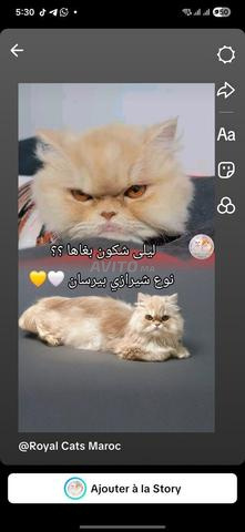 أنثى فارسية نقية السلالة