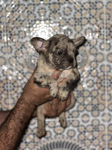 بولدوج فرنسي - 2